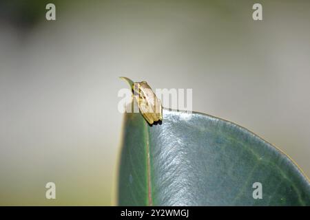 Gros plan d'une miniature, bébé, grenouille cubaine, reposant au sommet d'une feuille de plante d'arbre à caoutchouc, dans un jardin d'arrière-cour, en Floride. Banque D'Images