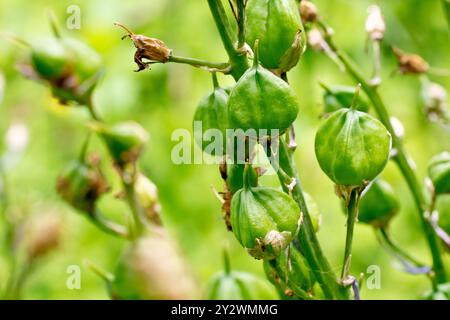 Bluebell ou Hyacinthe sauvage (Hyacinthoides non-scripta, endymion non-scriptus), gros plan des gousses de graines ou des capsules de la plante de printemps commune. Banque D'Images