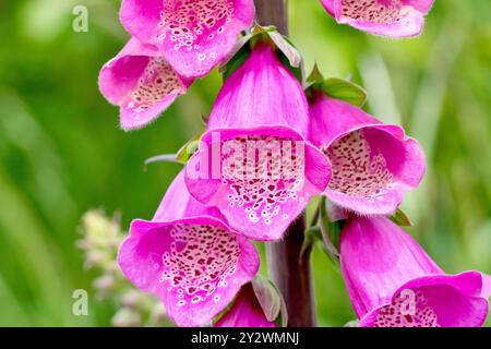 Foxglove (Digitalis purpurea), gros plan sur les fleurs centrales de la grande épi floraison de la plante. Banque D'Images