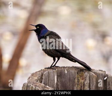 Grackle commun vue latérale en gros plan debout sur une souche d'arbre avec un arrière-plan flou dans son environnement et l'habitat environnant. Banque D'Images