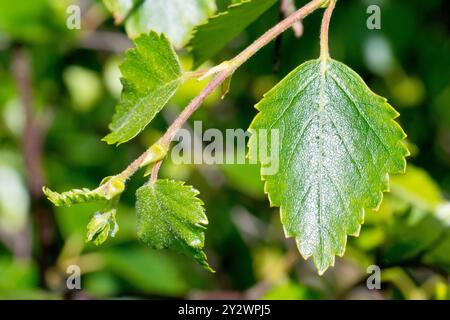 Bouleau argenté (betula pendula), gros plan montrant les feuilles nouvellement émergées ou le feuillage de l'arbre commun. Banque D'Images