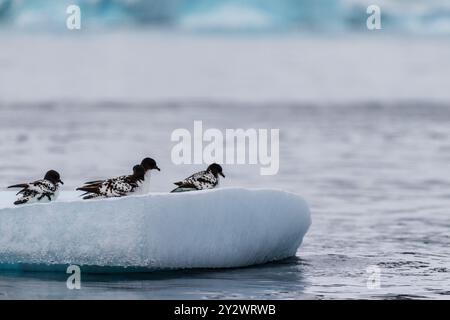 Gros plan de quatre Cape Petrels - Daption capense- reposant sur un iceberg près de l'île de Danco, sur la péninsule Antarctique Banque D'Images