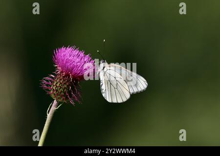 Femelle papillon blanc à veines noires - Aporia crataegi Banque D'Images