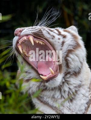 Gros plan d'un tigre blanc bâillant, montrant ses dents acérées et sa langue rose, avec un feuillage vert flou en arrière-plan. Banque D'Images