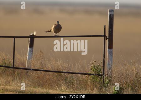 Poule de faisan à col annulaire (Phasianus colchicus) sur porte transversale. Le plumage terne est un excellent camouflage dans les herbes brunes. Dans une réserve naturelle nationale. Banque D'Images