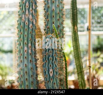 Gros plan de divers grands cactus dans une serre avec filtration naturelle de la lumière du soleil Banque D'Images