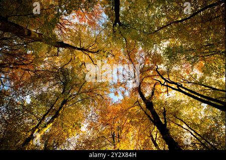 Canopée d'arbre en automne avec feuillage doré et jaune dans un éclairage et des couleurs chaudes. Un plan grand angle montrant l'atmosphère majestueuse de la forêt Banque D'Images