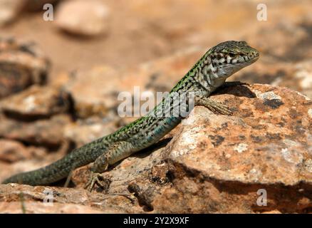 Lézard des murs d'Ibiza, Podarcis pityusensis, Lacertidae. Ibiza, Îles Baléares, Espagne, Méditerranée. Banque D'Images