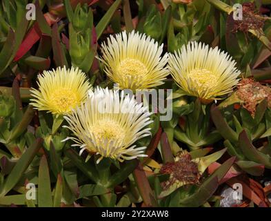 Hottentot-Fig, figue aigre, Ice Plant, Vygie ou Highway Ice Plant, Carpobrotus edulis, Aizoaceae. Ibiza, Îles Baléares, Espagne, Méditerranée. Banque D'Images