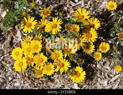 Marguerite méditerranéenne, Gold coin, Gold coin Marguerite ou Sea Star, Pallenis maritima, syn. Asteriscus maritimus, Asteraceae. Ibiza, Îles Baléares, Banque D'Images