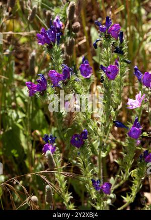 Sand Viper's Bugloss ou Sand Bugloss, Echium sabulicola, syn. Echium confusum, Boraginacées. Ibiza, Îles Balleariques, Espagne, Méditerranée. Banque D'Images