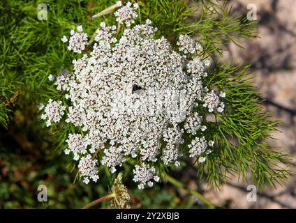 Carotte sauvage alias la dentelle de Bishop ou la dentelle de la Reine Anne, Daucus carota, Apiaceae. Ibiza, Îles Balleariques, Espagne, Méditerranée. Banque D'Images