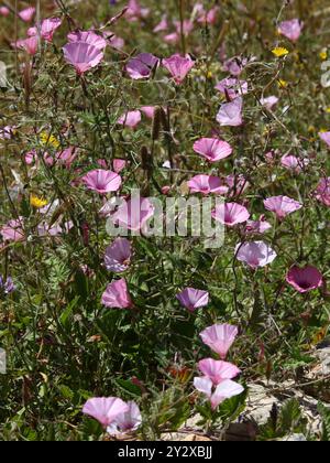 Gloire du matin moulue, Mallow-weed ou Mallow-Leaved Bindweed, Convolvulus althaeoides, Convolvulaceae. Ibiza, Îles Baléares, Espagne, Méditerrane Banque D'Images