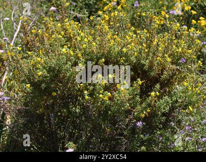 Chevelu, balai à feuilles de soie, silkyleaf Woadwaxen ou balai rampant, Genista pilosa, Fabaceae. Ibiza, Îles Baléares, Espagne, Méditerranée. Banque D'Images