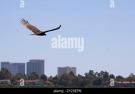 hawk volant haut dans le ciel bleu Banque D'Images