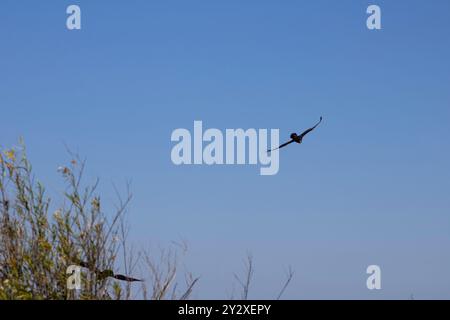 hawk volant haut dans le ciel bleu Banque D'Images