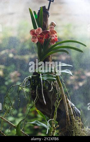 Une orchidée Vanda sanderiana au jardin de l'aéroport international Jose Joaquin de Olmedo, Guayaquil, Équateur. Banque D'Images