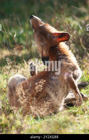 Météo britannique, Londres, 11 septembre 2024 : un renard roux écrase le soleil un matin d'automne dans un jardin à Clapham. Après la pluie nocturne, le matin était ensoleillé avec plus de soleil et d'averses prévues pour les deux prochains jours, et des températures inférieures à la moyenne saisonnière. Crédit : Anna Watson/Alamy Live News Banque D'Images