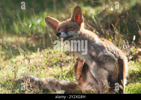 Météo britannique, Londres, 11 septembre 2024 : un renard roux écrase le soleil un matin d'automne dans un jardin à Clapham. Après la pluie nocturne, le matin était ensoleillé avec plus de soleil et d'averses prévues pour les deux prochains jours, et des températures inférieures à la moyenne saisonnière. Crédit : Anna Watson/Alamy Live News Banque D'Images