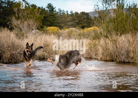 Deux chiens jouant dans un ruisseau peu profond entouré d'herbe sèche et d'arbres par une journée ensoleillée. Banque D'Images