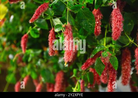 Les fleurs d'Acalypha pendula pendent vers le bas, fleurs rouges vibrantes avec des gouttelettes de rosée sur leurs chatons pelucheux flous Banque D'Images