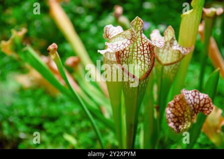 Gros plan des pichets tubulaires d'une plante Sarracenia, entourés d'une végétation luxuriante, piégeant les insectes Banque D'Images