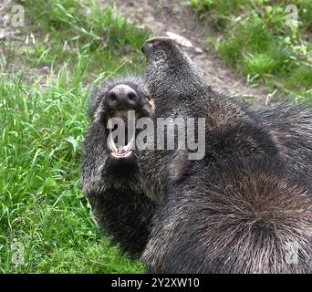 Gros plan d'un sanglier montrant ses dents dans une zone herbeuse. L'image capture la nature brute et féroce de l'animal. Banque D'Images