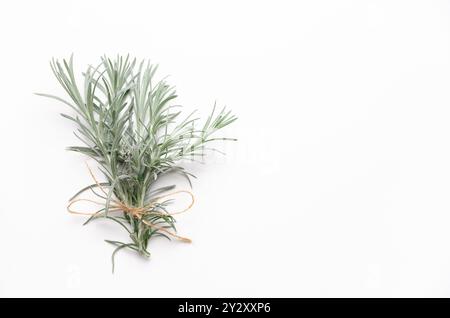 Un bouquet de plante de curry sur fond blanc. Format horizontal et espace de copie. Banque D'Images