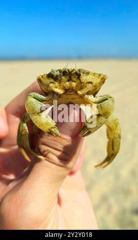 Gros plan d'un petit crabe tenu par une personne sur une plage de sable avec un ciel bleu clair en arrière-plan. Banque D'Images