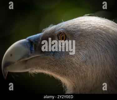 Gros plan de la tête d'un vautour présentant ses plumes détaillées et son bec pointu sur un fond naturel flou. Banque D'Images