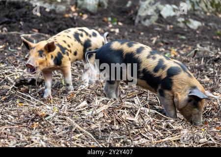 Deux porcs avec des taches noires et bronzées distinctives buvant dans une zone boueuse, entourée de débris naturels et de roches. Banque D'Images