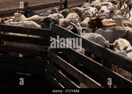 Groupe de chèvres et de moutons mis en troupe dans un enclos clôturé sur une ferme. Déplacement et gestion du bétail en milieu rural. Banque D'Images