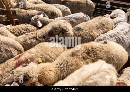 Un troupeau de chèvres et de moutons guidé dans un enclos clôturé sur une ferme, les préparant à la routine quotidienne de traite. Représente les gestionnaires de bétail Banque D'Images