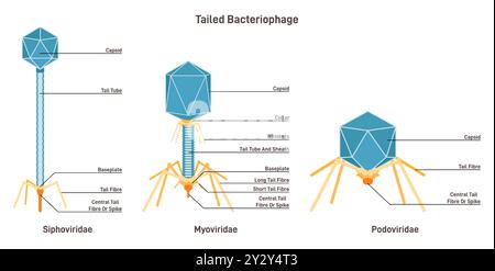 Bactériophage à queue Myoviridae, siphoviridae et podoviriade, modèle microscopique de virus infectant une cellule bactérienne pour se répliquer. Microbiologie et virologie étudiées. Illustration vectorielle plate Illustration de Vecteur