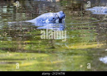 Un phoque nageant dans un plan d'eau calme, partiellement submergé. L'eau reflète les teintes vertes et brunes de l'environnement environnant, créant un Ser Banque D'Images