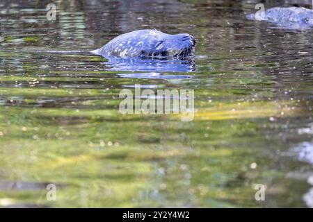 Un phoque partiellement immergé dans une eau calme, avec des reflets de verdure à la surface. La tête du sceau est visible, mettant en valeur ses moustaches et lisse Banque D'Images