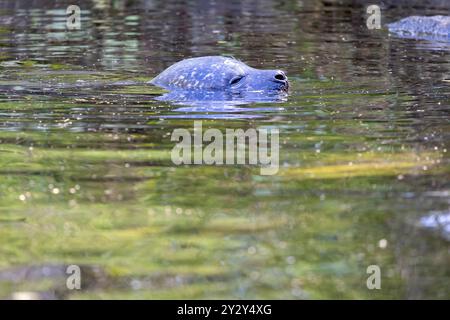 Une image sereine d'un phoque partiellement immergé dans l'eau claire, avec des ondulations douces et des reflets de verdure à la surface. Banque D'Images