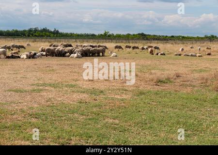 Moutons et chèvres paissant paisiblement dans un pâturage ouvert, sur fond de paysage rural avec de l'herbe sèche et des arbres au loin. Banque D'Images