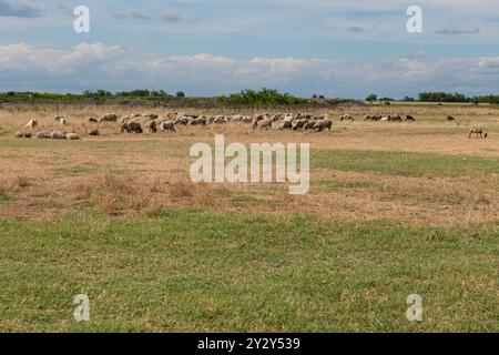 Moutons et chèvres paissant paisiblement dans un pâturage ouvert, sur fond de paysage rural avec de l'herbe sèche et des arbres au loin. Banque D'Images