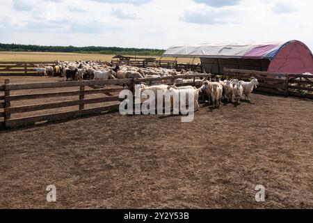 Groupe de moutons et de chèvres mis en troupe dans un enclos clôturé sur une ferme, démontrant le mouvement et la gestion du bétail en milieu rural. Banque D'Images