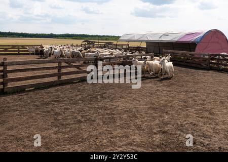 Groupe de moutons et de chèvres mis en troupe dans un enclos clôturé sur une ferme, démontrant le mouvement et la gestion du bétail en milieu rural. Banque D'Images