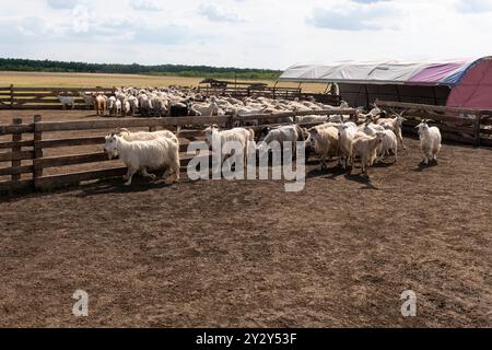 Groupe de moutons et de chèvres mis en troupe dans un enclos clôturé sur une ferme, démontrant le mouvement et la gestion du bétail en milieu rural. Banque D'Images