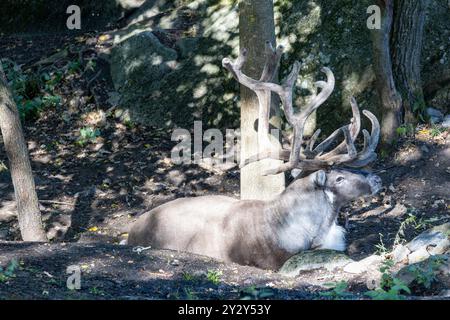 Un cerf majestueux avec de grands bois reposant sur le sol dans un cadre naturel, entouré d'arbres et de rochers. La lumière du soleil filtre à travers le feuillage Banque D'Images