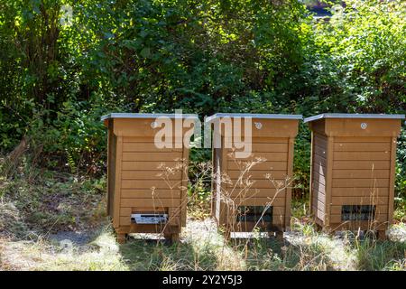 Trois ruches en bois placées dans un cadre naturel entouré de verdure. Les ruches sont soigneusement arrangées et disposent de trous de ventilation, avec certains sauvages Banque D'Images