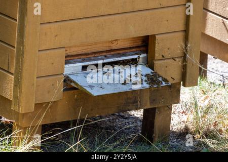 Une vue rapprochée d'une entrée de ruche d'abeilles avec des abeilles qui vont et viennent activement. La ruche est faite de bois et a une apparence propre et organisée. L'entran Banque D'Images