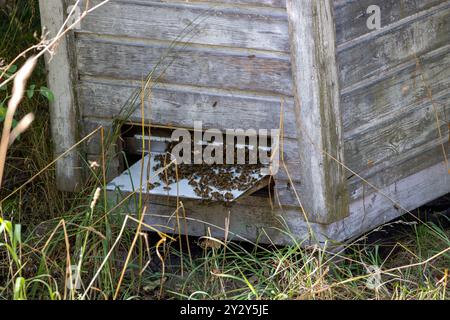 Une ruche en bois avec des abeilles essayant autour de l'entrée, entourée d'herbes hautes. La ruche est altérée et montre des signes d'âge, avec un appeara rustique Banque D'Images