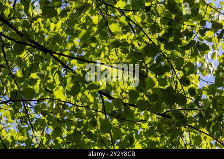 Une canopée vibrante de feuilles vertes contre un ciel bleu clair, mettant en valeur la beauté de la nature. La lumière du soleil filtre à travers les feuilles, créant une sérénité Banque D'Images