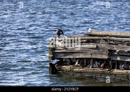 Un quai en bois altéré partiellement immergé dans l'eau, avec un oiseau perché sur le bord. L'eau environnante ondule, réfléchissant la lumière. Quelques othe Banque D'Images