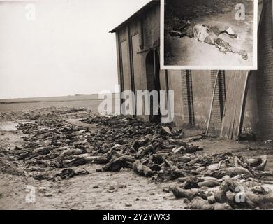 Les corps des prisonniers du camp de concentration tués par les SS se trouvent à l'extérieur d'une grange près de Gardelegen. Plus de 1000 prisonniers évacués des camps de travaux forcés ont été rassemblés dans la grange et celle-ci a été incendiée. 1016 sont morts et 7 ont survécu. L'action a été menée par des unités locales (Hitler Youth, Volkssturm et pompiers) sous la direction des SS. Les corps sont là où ils ont été placés par des civils allemands forcés par l'armée américaine de nettoyer le site. Banque D'Images