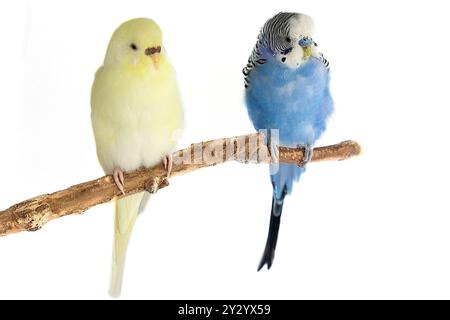 Perroquet ondulé jaune et bleu assis sur un perchoir isolé sur fond blanc. Oiseau Banque D'Images